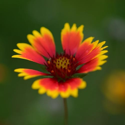 Kokardenblume, bodendecker seltene gartendeko für draußen stauden winterhart mehrjährig balkonpflanzen steingartenpflanzen winterhart blumendeko geschenke für gärtner blumenwiese 350Samen