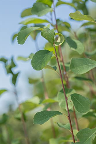Amelanchier alnifolia 'Obelisk' 80–100 cm – Winterhart, Mehrjährig, Pflegeleicht – Felsenbirne – Heckenpflanze für Garten & Sichtschutz