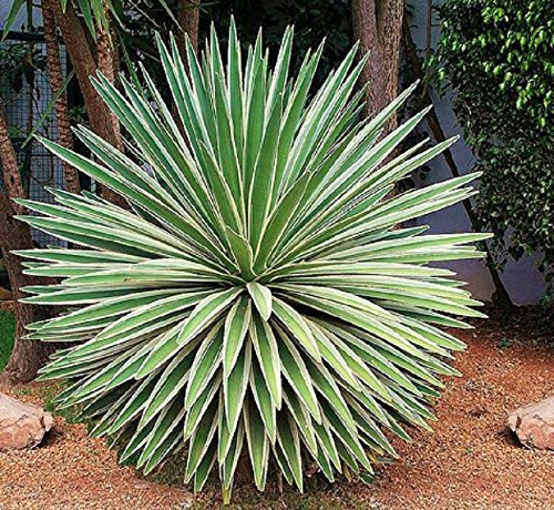 Agave angustifolia variegato @ esotico succulente Rare Cactus impianto di semi 15 semi