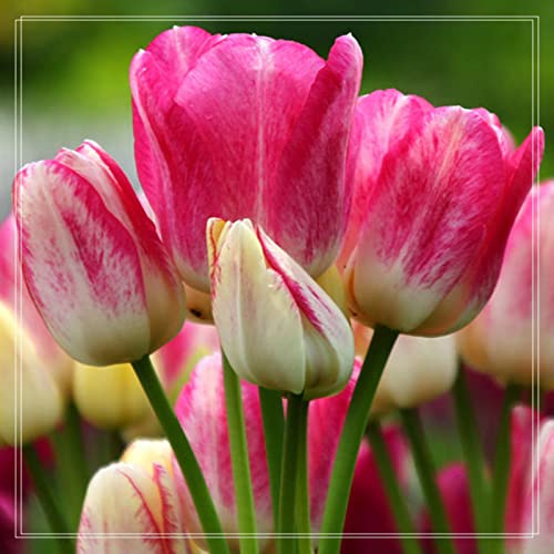 Mischung Aus Sorten, Winterhart MehrjäHrig Mischung, DauerblüHer, Tulpen Rhizome, FüR Garten, TöPfe Und Balkon,-5zwiebelns-H