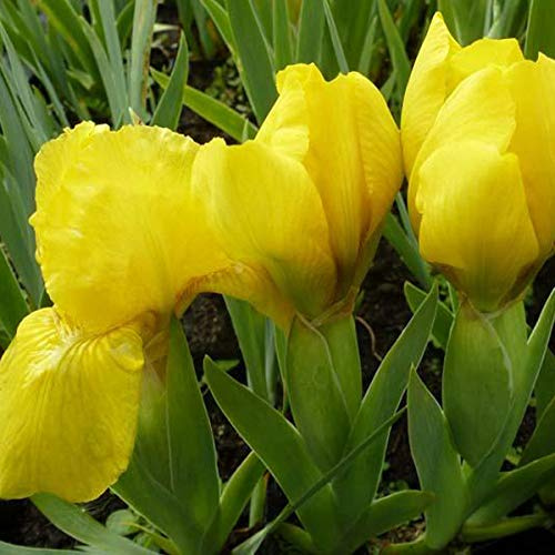 6 x Schwertlilie 'Brassie' - Iris Pumila 'Brassie': Gelb-orangefarbene Blüten in sonnigen Gärten.