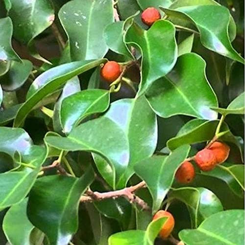 SVI Ficus benjamina Baumsamen