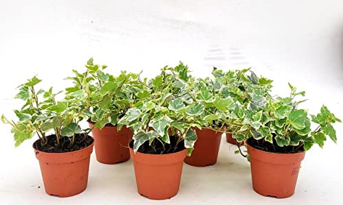 POWERS TO FLOWERS - EDERA VASO 9 VARIEGATA BIANCA, 6 PIANTE, VASO 9CM DIAMETRO, piante vere