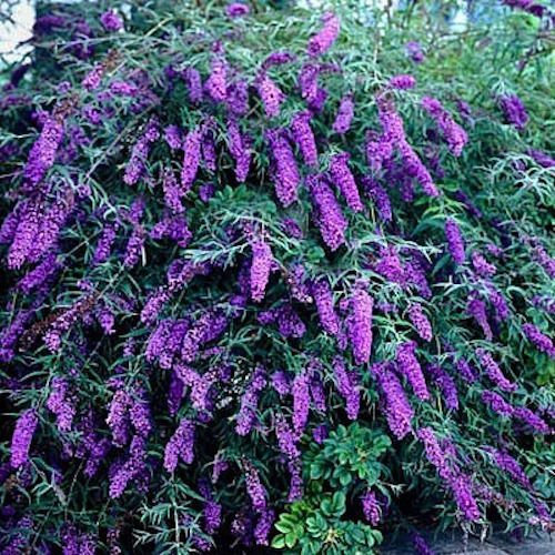 Portal Cool 25+ Farfalla Bush, Buddleia Davidii, Violet perenne Deer Resist Semi di Fiore