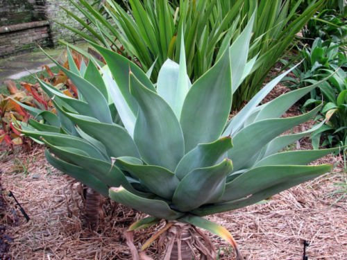 New Fresh 5pcs Green Agave attenuata Semi di piante