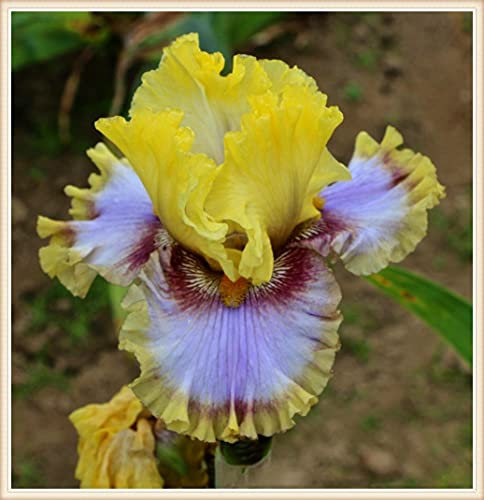 Bulbi iris,Bouquet di fiori carini che ondeggiano al vento,Splendido ornamento fine-2,4bulbis