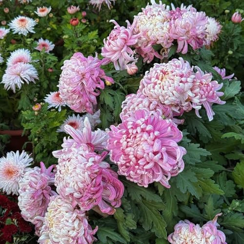 semi di crisantemo - appartamento primaverili perenni resistenti giardino aiuola rialzata balcone 1500pcs
