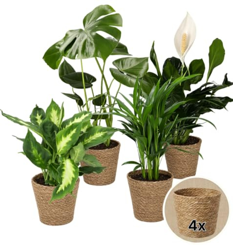 “Luftreiniger” Pflanzenset + 4x Seegraskorb | 4er-Set | Monstera, Spathiphyllum, Dieffenbachia, Areca-Palme | ca. 40-70 cm | Ø 12-15 cm Topf | Pflegeleichte Zimmerpflanzen