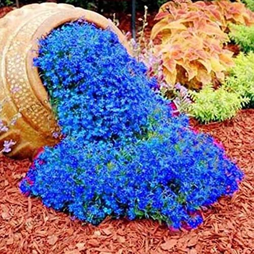 Saterkali Semi di crescione di roccia, semi di crescione di roccia da 500 pezzi/borsa Semi di piante da pascolo multicolori per fiori di copertura del terreno facili da coltivare per prato Blu