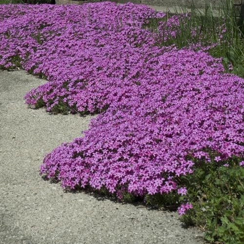 Creeping Phlox 'Red Wing'. Medium Plug Plant x 4. Perennial Flowers Ideal for rockeries. Moss Phlox. Available from Bedwen Plants