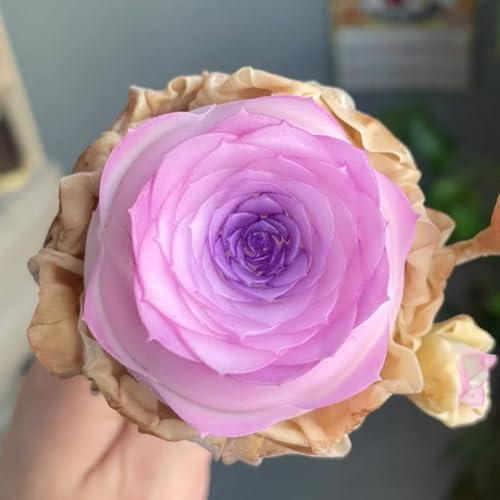 semillas suculentas resistentes, comprar perenne decoración para amigables para las abejas 150pcs