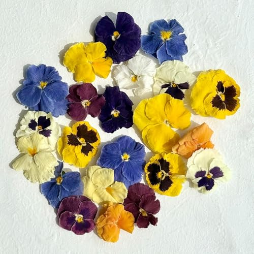 Edible Flowers - Freeze Dried Pansy - Multicoloured - 10 Flower Heads - Certified Food Grade (388)