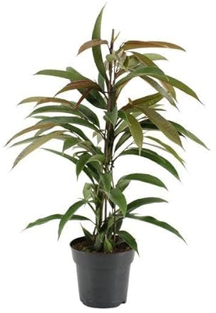 Gummibaum Ficus Binnendijkii Amstel King – Zimmerpflanze Ø17cm – ca. 70cm hoch – pflegeleichte grüne Pflanze für Wohnzimmer, Büro & Innenraumbegrünung