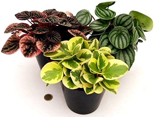 POWERS TO FLOWERS - PEPEROMIA SET 3 PIANTE, CAPERATA RED, ARGYREIA, USA VARIETA, VASO 12CM, piante vere
