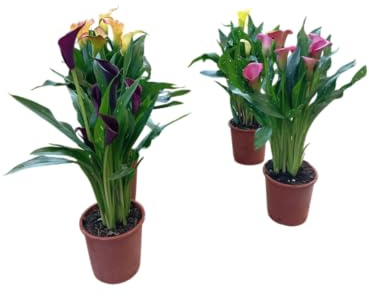 Pack 4 Plantas de Cala Naturales Floración Vertical y Estética Pura para Tu Hogar