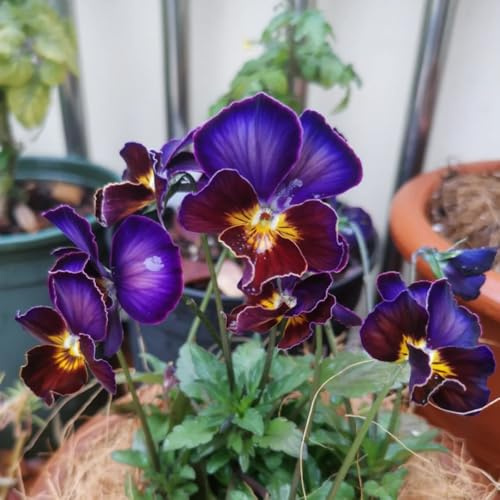 viola cornuta, semi di viola cornuta semi di tappezzanti resistenti al freddo d'appartamento rare Decorazioni autunnali per un giardino resistente 200semi