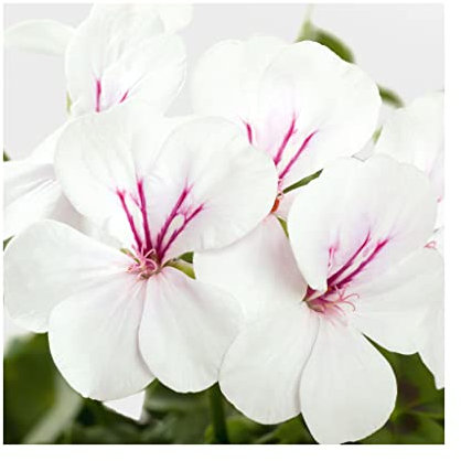 Trailing Geranium Happy Face White- 6 Starter Plants-Geraniums .Fantastic for Hanging Baskets, Plug Plants. Glam up Your Garden. Summer is here! Plants Online.