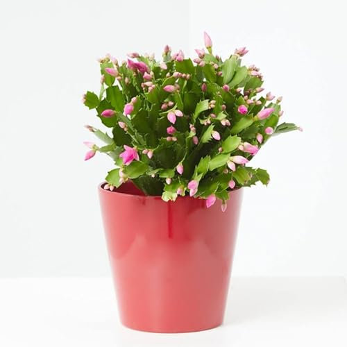 Cactus de Navidad la Planta Que Resiste el Frío