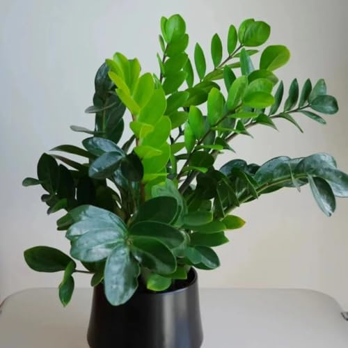 100 pcs Glücksfeder Samen kräuterlinge pflanzensamen Zamioculcas zamiifolia küchenkräuter plant exotische pflanzen kräuter pflanzen dekopflanzen bio kräutersamen winterharte pflanzen