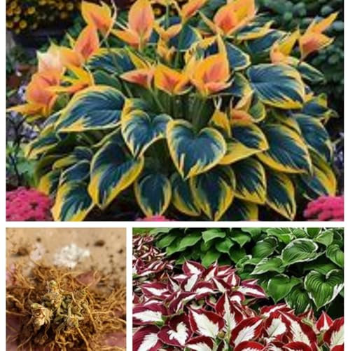 Hardy Perennial,Canna Plants UK, Excellent Display Hosta Tubers - Perennials - Large Leaved Plants-6bulbs-D