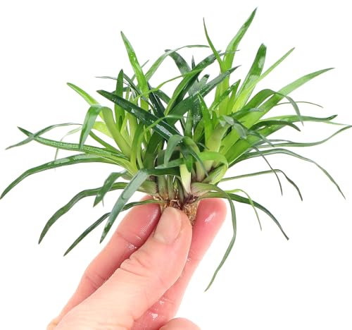K2AQUA Eriocaulon sp. Vietnam Rare Live Aquarium Plant Compact Grass Like Green Leaves Foreground for Tropical Tank