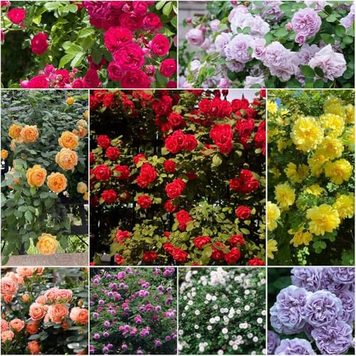 kletterrosen winterhart duftend bonsai rankpflanzen winterhart, frühlingsblumen pflanzensamen, blumensamen kletterpflanzen topfpflanzen balkon deko 100samen