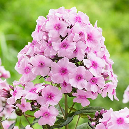 12 unidades o 1 m² Phlox Paniculata 'Bright Eyes' - Phlox Paniculata 'Bright Eyes' Maceta 9x9 cm