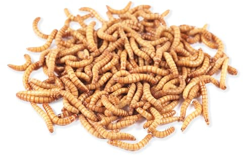 Mehlwürmer lebend 200g - SüdPro - frisch, für Vögel, Fische, Igel und Reptilien