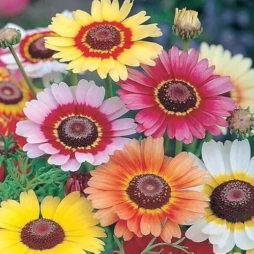 1 Pack of 700 SEEEDS Chrysanthemum carinatum Rainbow Mix