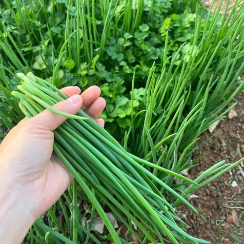 semillas de cebollino perenne resistente - decorativas jardín interior raras 1000pcs