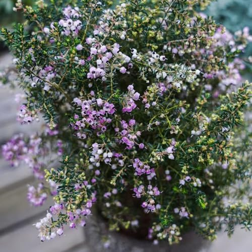 Heidekraut exotische zimmerpflanzen blumenbeet balkon schmetterlingsflieder blumengarten blumenwiesensaat balkongewächshäuser sommerblumen wildblumen balkonblumen indoor kräutergarten 350samen