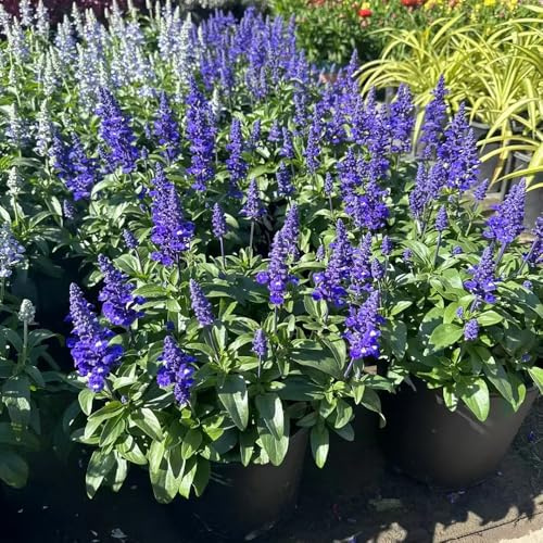 Semi di salvia, Salvia japonica, semi di perenni da giardino roccioso resistenti da giardino 300pcs
