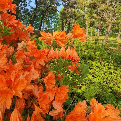 Semi di azalea, rialzata rododendro varietà antiche interno balcone con giardino sul balcone giardino in vaso per l'arredamento dell'ufficio 55pcs