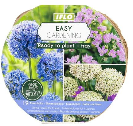 IFLO® Blumenzwiebeln Mix Bio Pflanzschale – Frühjahrsblumen Zwiebeln Frühblüher Tulpen Narzissen Krokusse – Ready to Plant – Winterharte Garten Pflanzen & Balkon Geschenkidee (Blau)