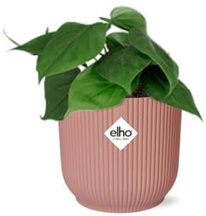Philodendron Scandens in Vibes rosa carico - 25cm - Ø14cm - Pianta d'appartamento - Sempreverde