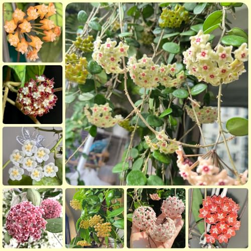 Semi di Hoya - rampicanti Hoya carnosa - d'appartamento verdi rare decorazione del soggiorno rustiche rampicante 200pcs
