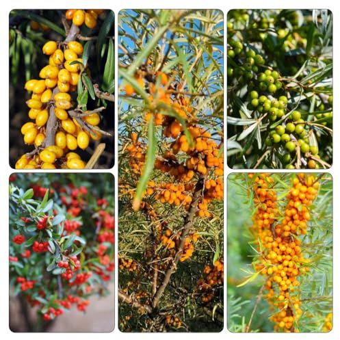 sanddornsamen - exotische winterfeste balkon winterharte garten kübelpflanzen seltene säulenobstbäume schnell wachsende sträucher obstbaum steingartenpflanzen obstbäume bonsai 200samen