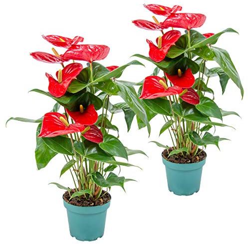 Bloomique - 2er-Set - Anthurium Andreanum - Rot - Flamingoblume - Blühende Zimmerpflanzen - Pflegeleicht - Höhe 30-40 cm - Topf 12 cm