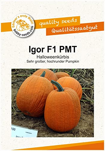 Kürbissamen Igor F1 Halloweenkürbis Portion