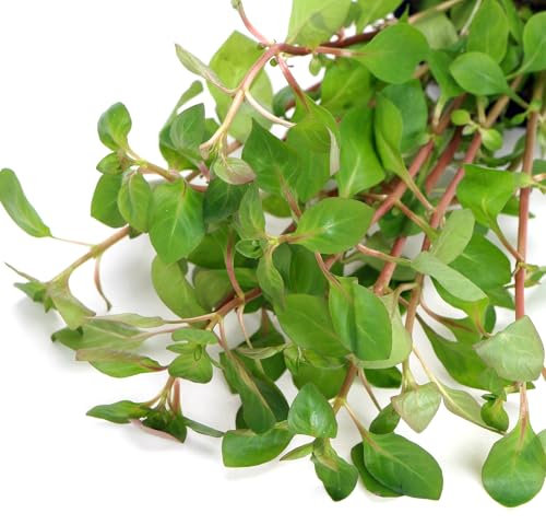 K2AQUA Ludwigia Palustris Red Live Aquarium Plant Green Red Colour Fast Growing Easy Care Tank Aquascaping Midground Background Tropical