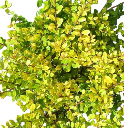 Lot de 3 houx japonais jaune Bergilex Ilex crenata 'Golden Gem' 30-40 cm à feuilles persistantes rustiques pour élevage en plein air