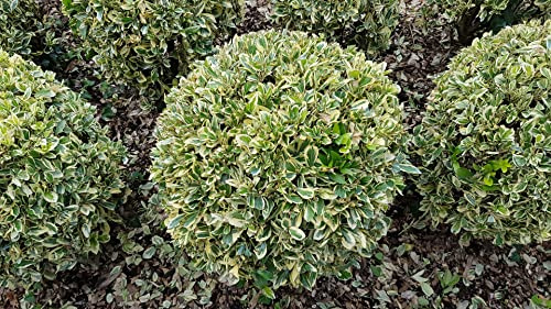 Euonymus japonicus 'Bravo' / Fusain du Japon panaché crème/Conteneur de 3 à 4 litres