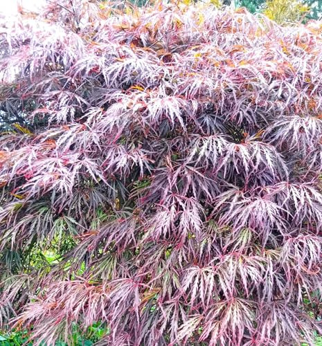 Roter Fächerahorn Acer palmatum Dissectum Garnet Hochstamm 100-125 cm Ahorn