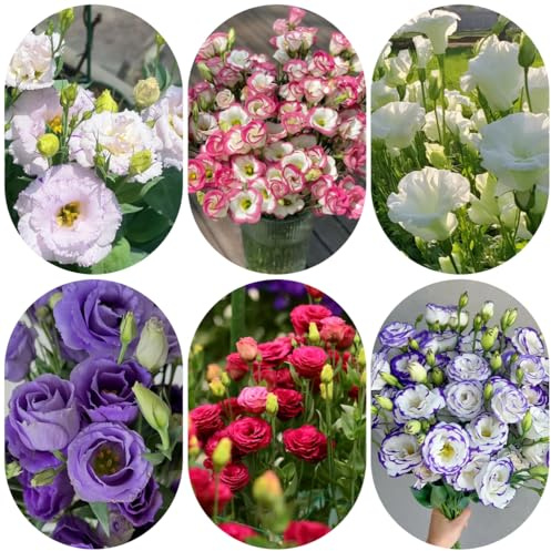 semi di lisianthus eustoma, resistenti di lisianthus to perenne decorativi, resistenti 500pcs