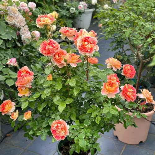 rosenbaum - Rosa chinensis - zimmerbonsai balkonblumen balkonpflanzen balkon blumengarten deko wohnzimmer hochbeete für garten balkongewächshäuser blumenstauden pflanzensamen exotisch 400samen