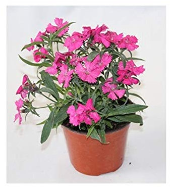 Clavel Chino (Rojizo)