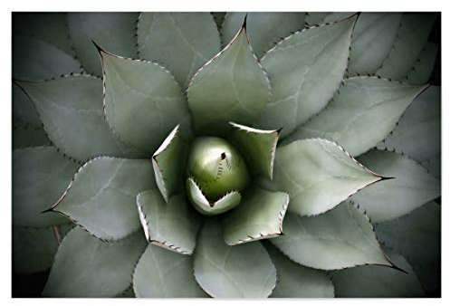 artboxONE Poster 45x30 cm Natur Agavenherz hellgrün hochwertiger Design Kunstdruck - Bild Agave Agave Blatt