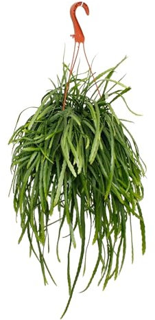 Lepismium bolivianum - Pfeiffera - Cactus à feuilles sans épines - Pot déporté de 17 cm