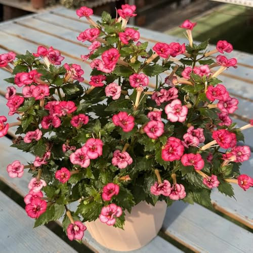 semi di achimenes, giardino esotiche balcone con letto rialzato, perenni resistenti, 85pcs