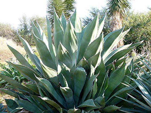 Agave Marmorata - Agave marmorizzato - 10 semi - NPWS